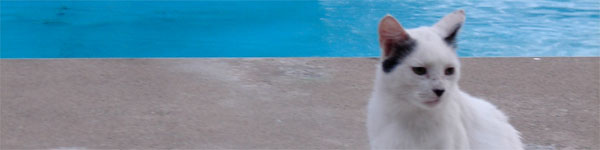 cat by the pool at summer arts camp